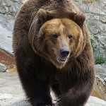 bear